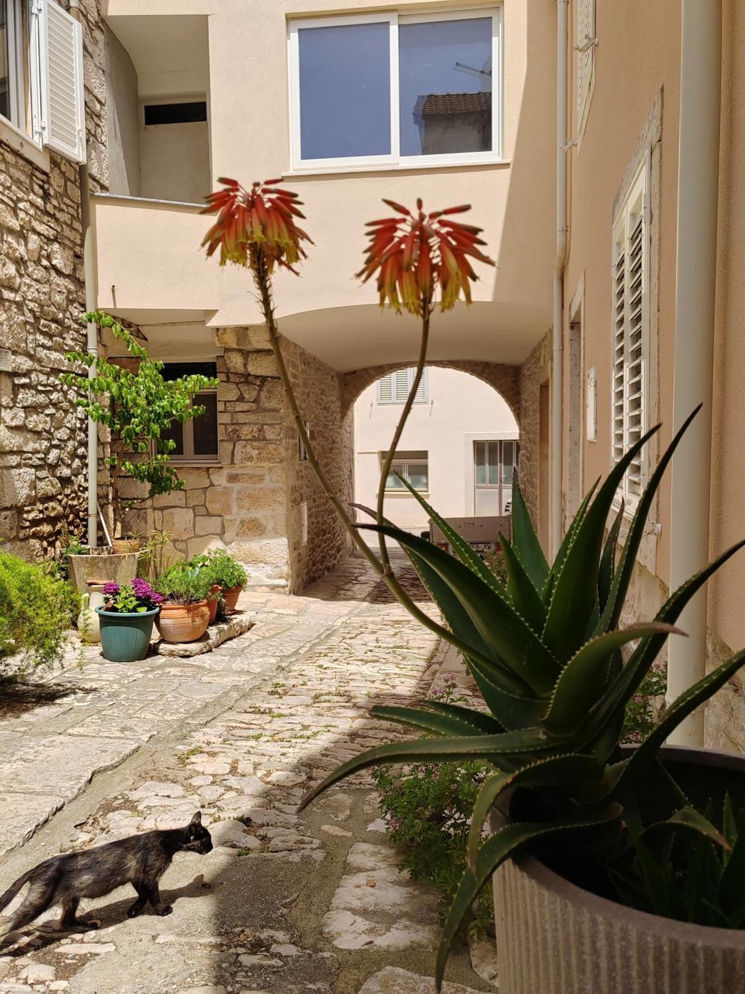 Apartments Ani Vela Luka Exteriör bild